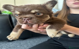 French Bulldog dogs for sale: Nice French puppies  - Image 5