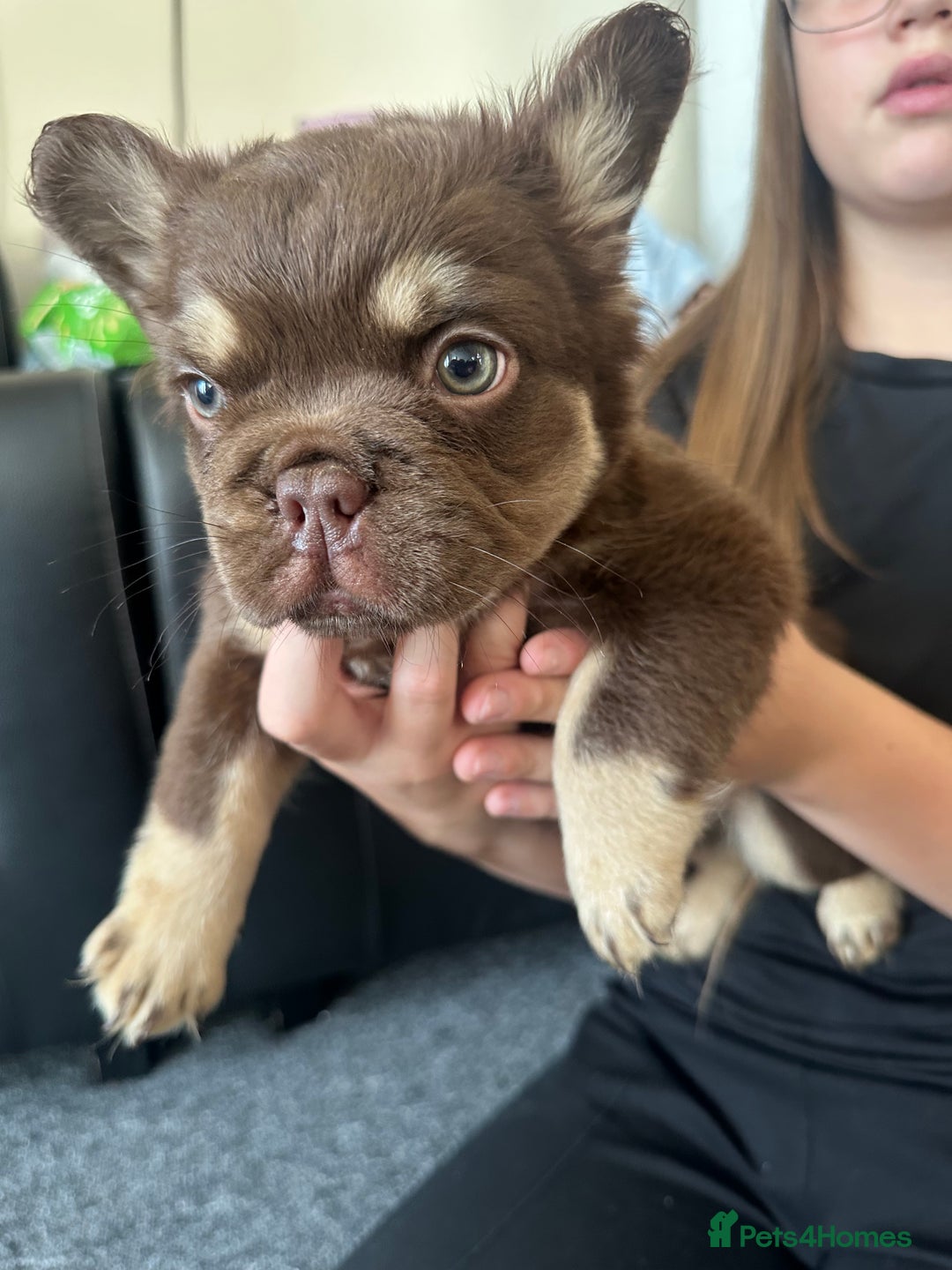 French Bulldog dogs for sale: Nice French puppies  - Image 5