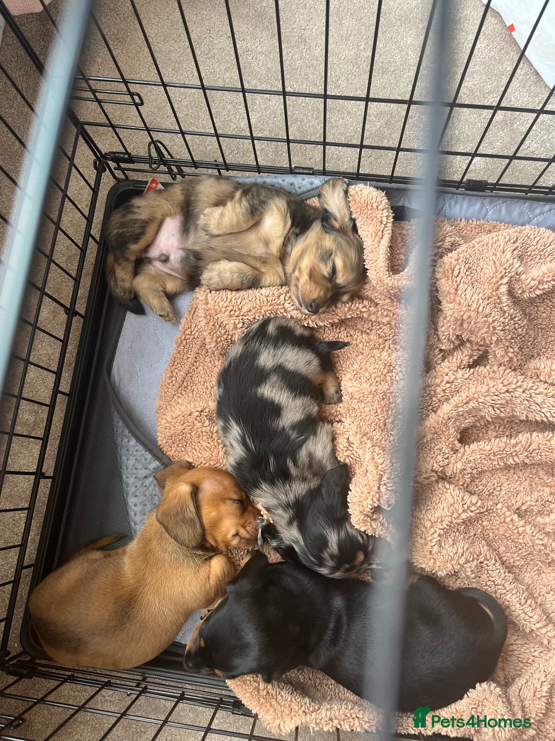Miniature Dachshund dogs for sale: Beautiful miniature dachshunds L/H+S/H - Image 12