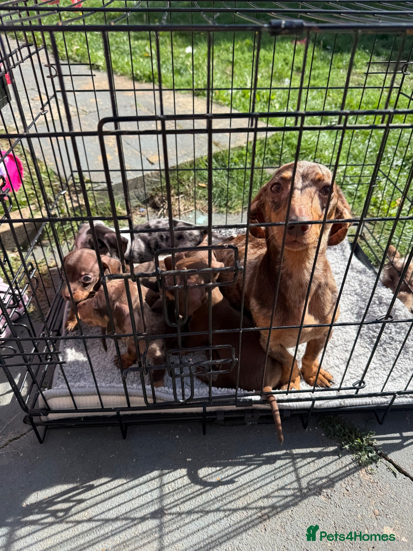 Dachshund dogs Dutch hound Puppies - Advert 2