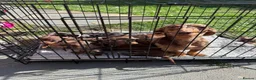 Dachshund dogs for sale: Dutch hound Puppies in Orpington - Advert 1