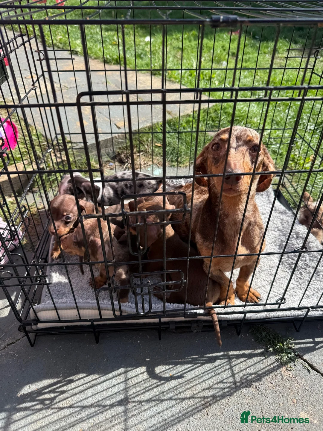 Dachshund dogs for sale: Dutch hound Puppies in Orpington - Advert 1