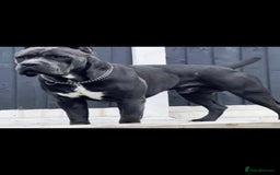 Cane Corso dogs for sale: Lupo D’Italia Kennels - Image 24