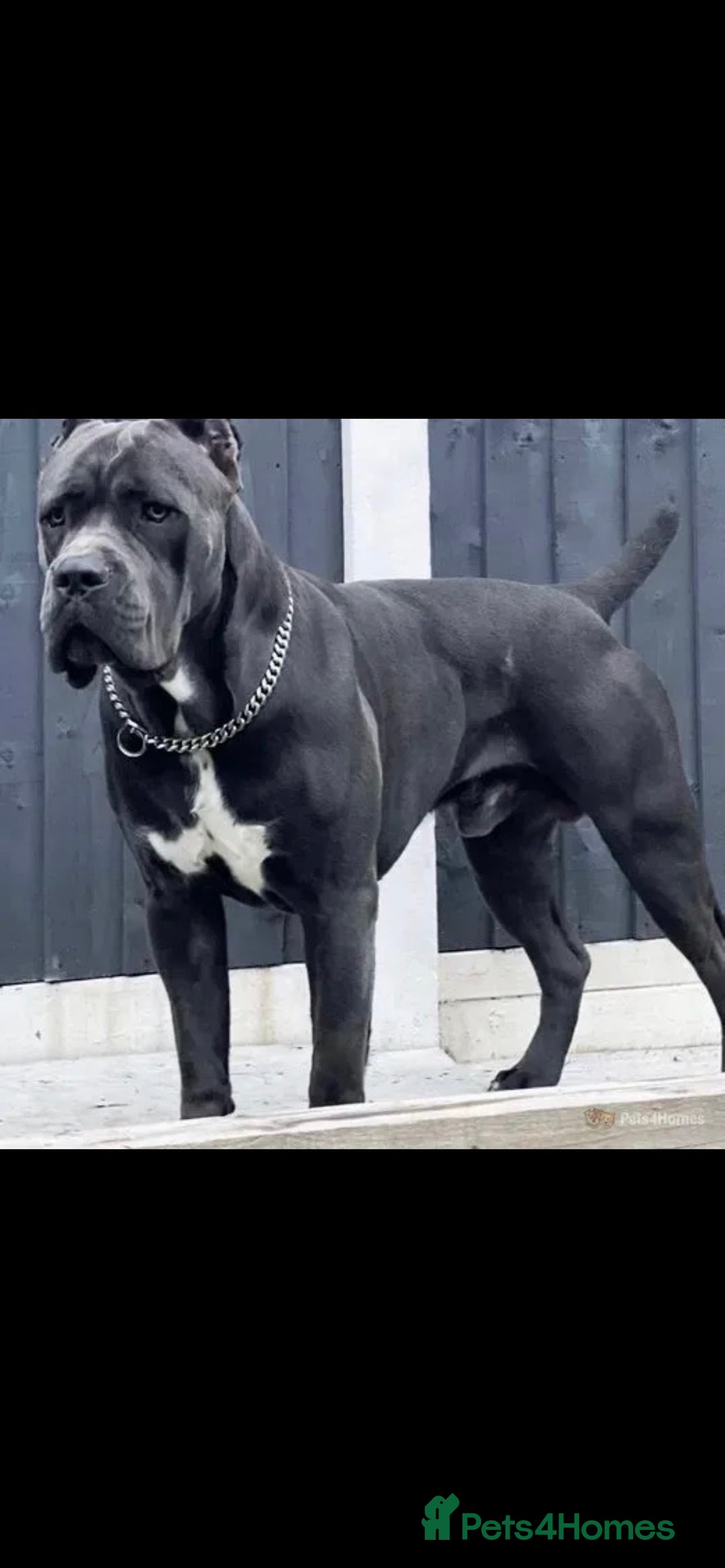 Cane Corso dogs for sale: Lupo D’Italia Kennels - Image 24