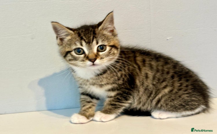 Bengal cats Gorgeous female bengal kitten 1 LEFT READY NOW  - Advert 5