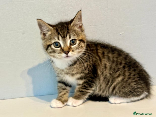 Bengal cats Gorgeous female bengal kitten 1 LEFT READY NOW - Advert 5