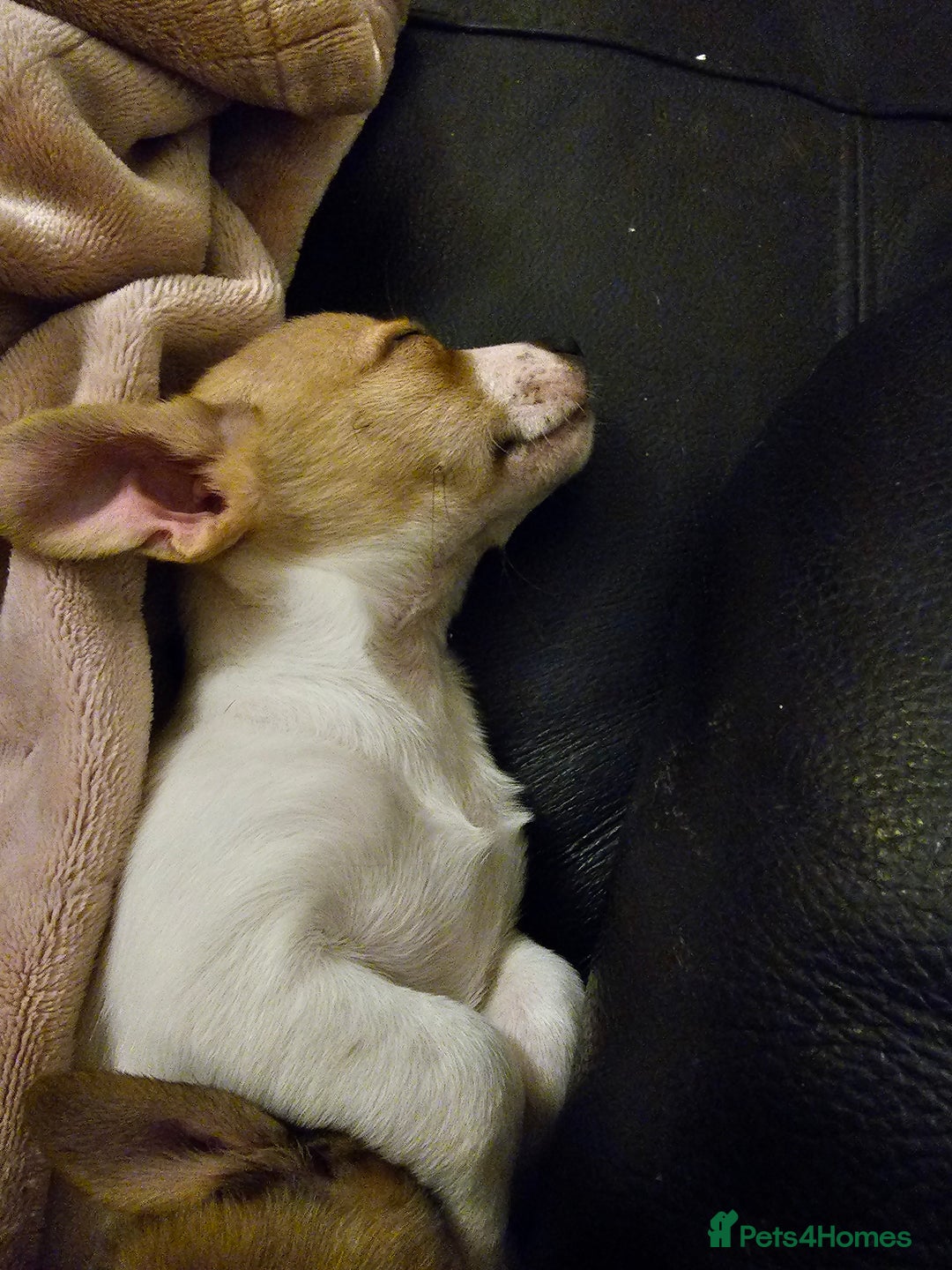 Pomchi dogs for sale: Chihuahua cross puppies  - Advert 2