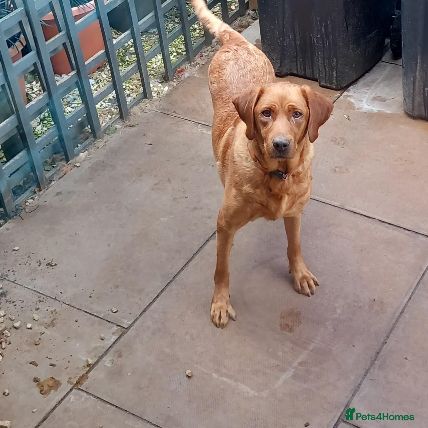 Labrador Retriever dogs LABRADOR PUPPIES - FOX RED KC REG. TESTED PARENTS - Advert 1