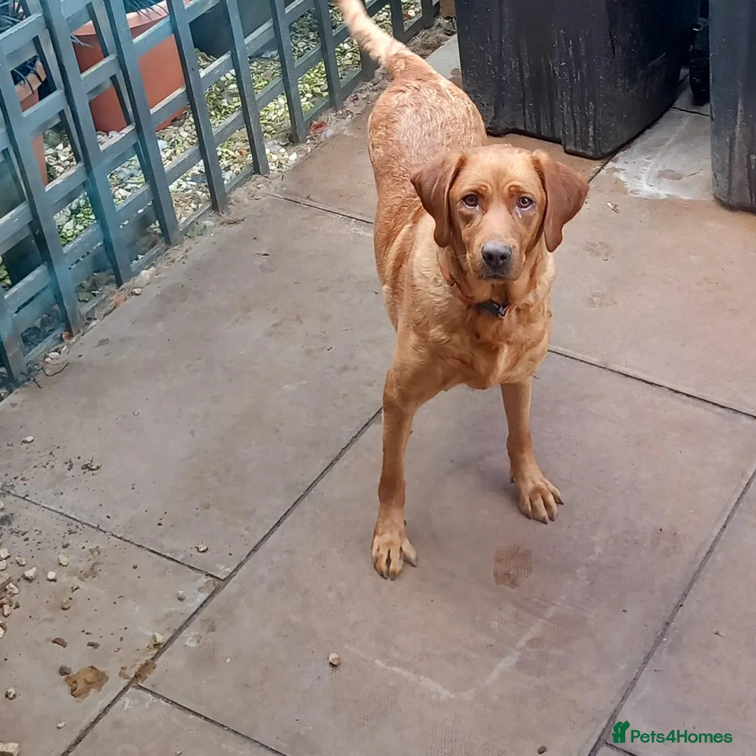 Labrador Retriever dogs for sale: LABRADOR PUPPIES - FOX RED KC REG. TESTED PARENTS in Kelso - Advert 1