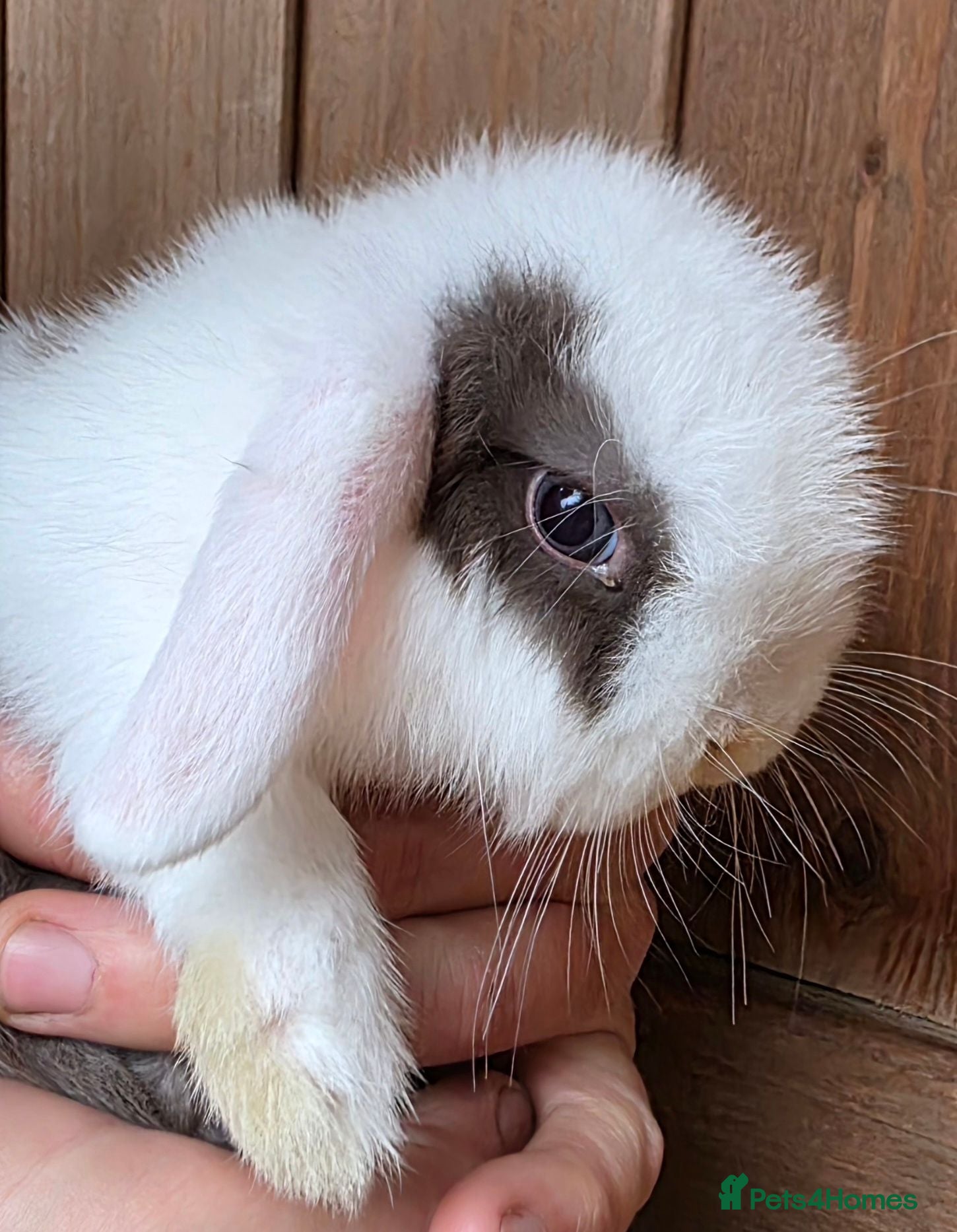 Mini Lop rabbits Stunning Mini lop babies  - Advert 1