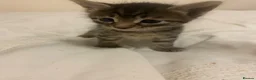 Mixed Breed cats for sale: Kittens - Advert 3