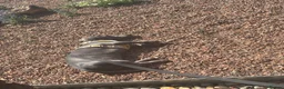 Miniature Dachshund dogs for stud: Blue KC Registered Miniature Daschund STUD in London - Advert 11