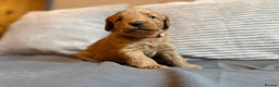 Labradoodle dogs for sale: Fox Red F1 Miniature Labradoodles  - Advert 32