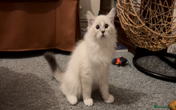 Siberian cats for sale: Sweet human friendly Siberians  - Image 3