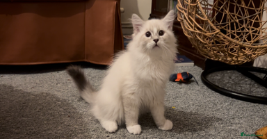 Siberian cats - Advert 10