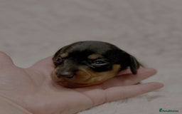 Miniature Dachshund dogs for sale: Short Haired Miniature Dachshunds - Image 13