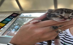 Mixed Breed cats for sale: Stunning surprises  - Image 2
