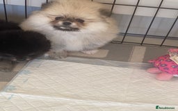 Pomeranian dogs for sale: Stunning litter merl Pomeranian - Image 3