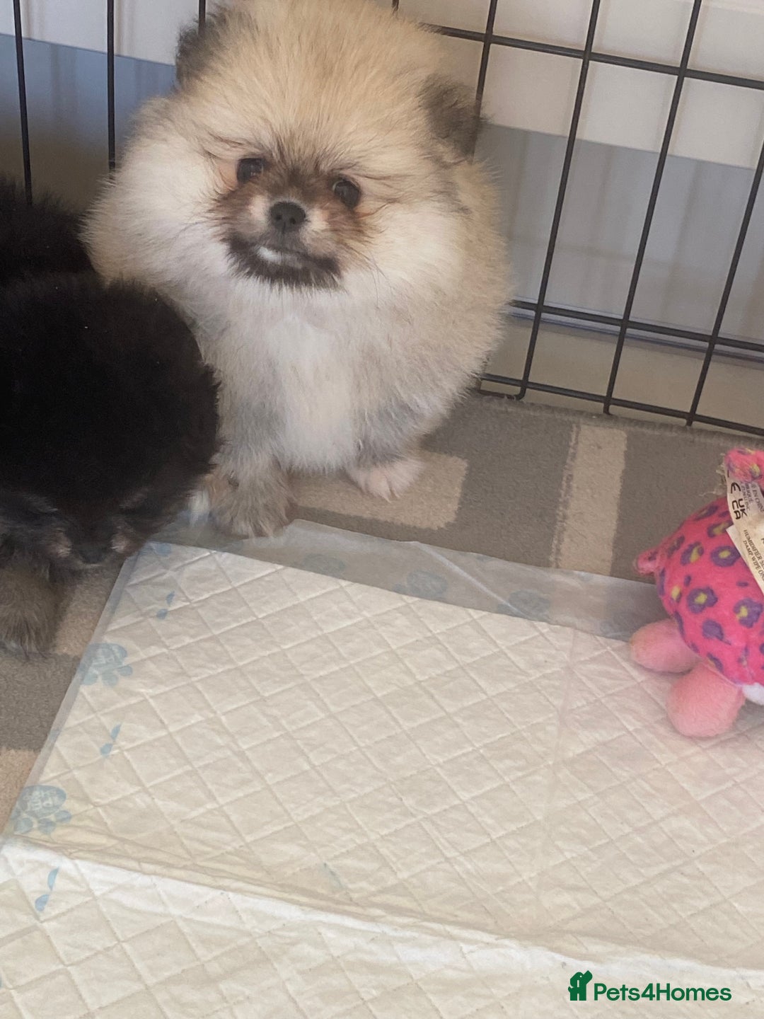Pomeranian dogs for sale: Stunning litter merl Pomeranian - Image 3