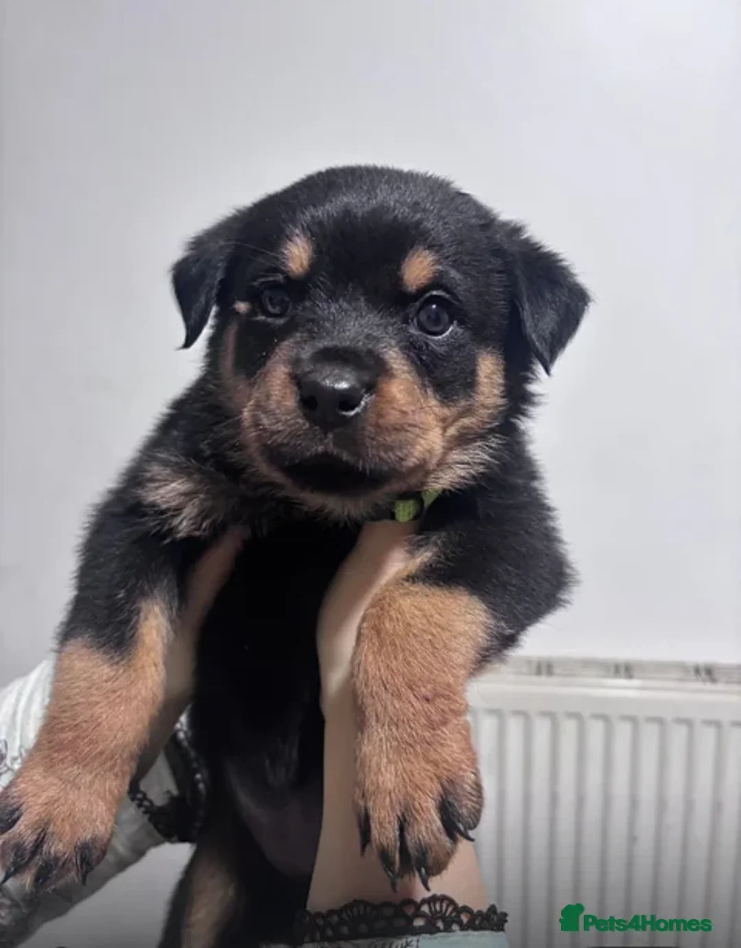 Rottweiler dogs for sale:  2 female Rottweiler pups for sale - Advert 3