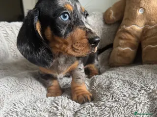 Miniature Dachshund dogs Miniature dachshund - Advert 4