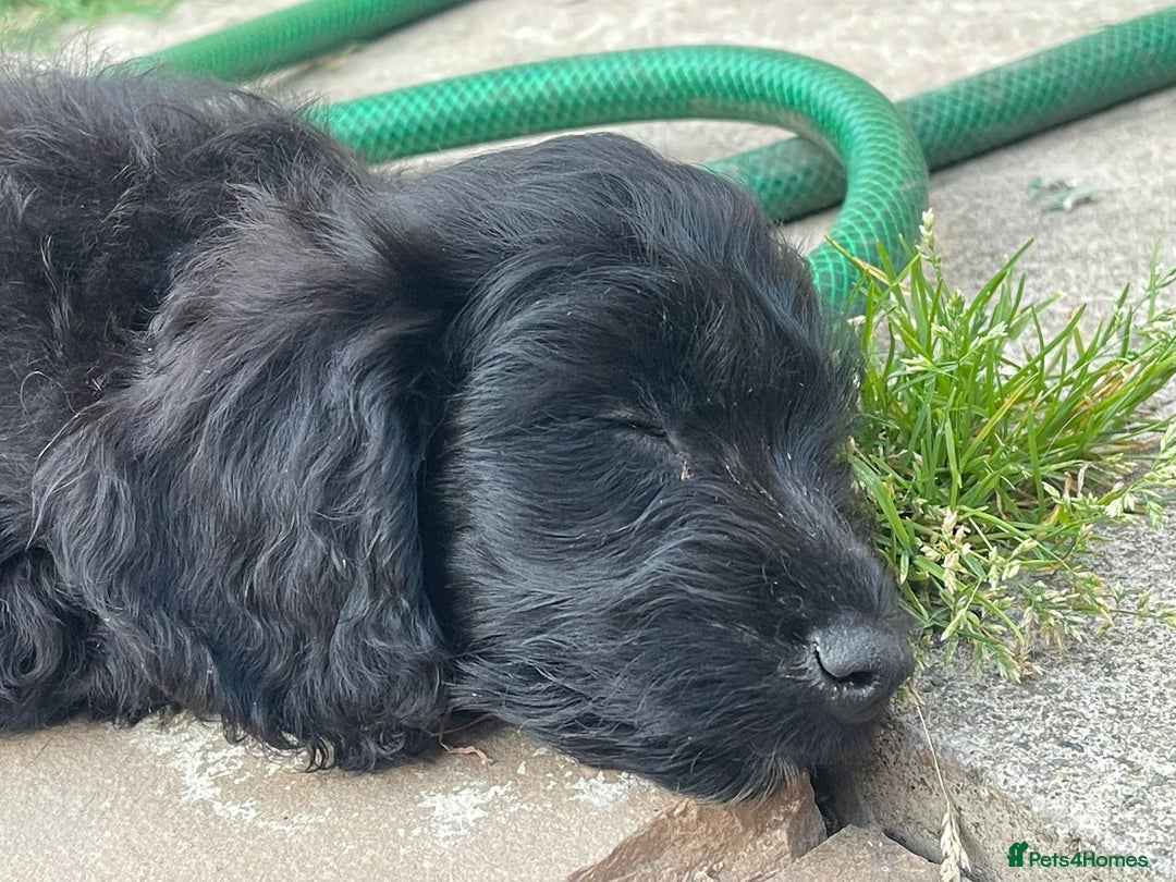 Cockapoo dogs for sale: Stunning Cockapoo pups  - Image 23