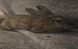 Rex rabbits for sale: Miniature Rex Boy Bunnies £30 each - Image 4