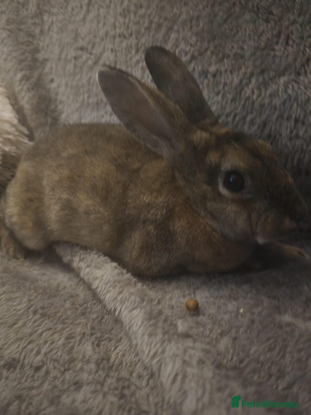 Rex rabbits for sale: Miniature Rex Boy Bunnies £30 each - Image 4