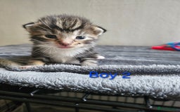 Maine Coon cats for sale: Beautiful Maine Coon cross kittens - Image 5