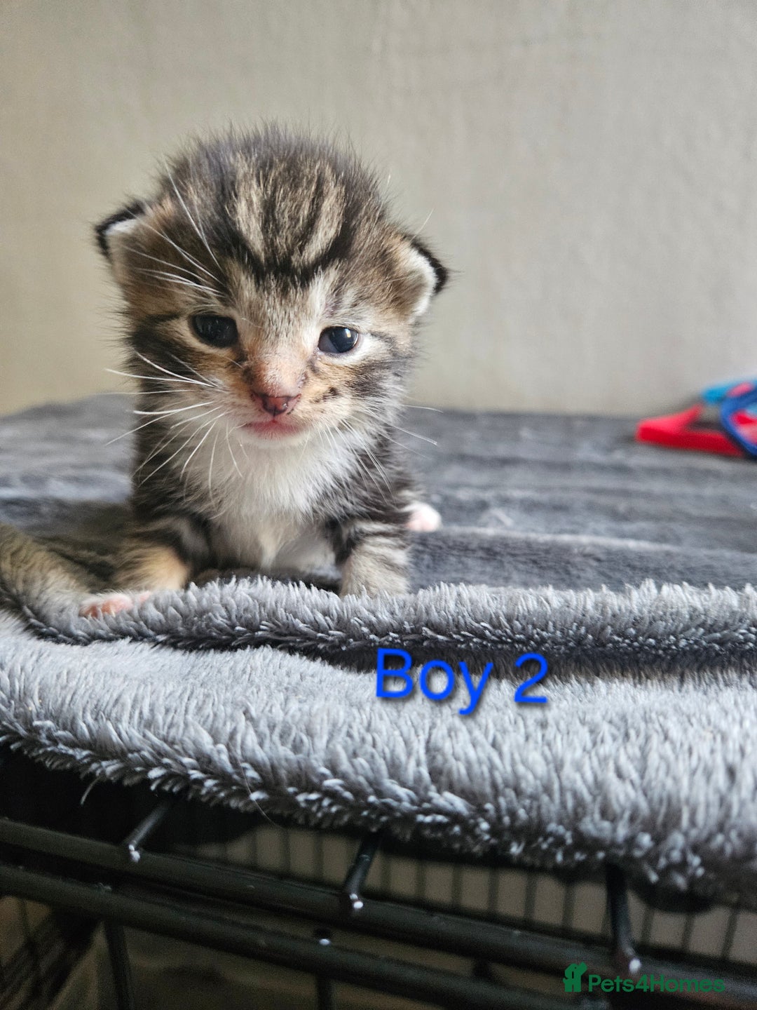 Maine Coon cats for sale: Beautiful Maine Coon cross kittens - Image 5