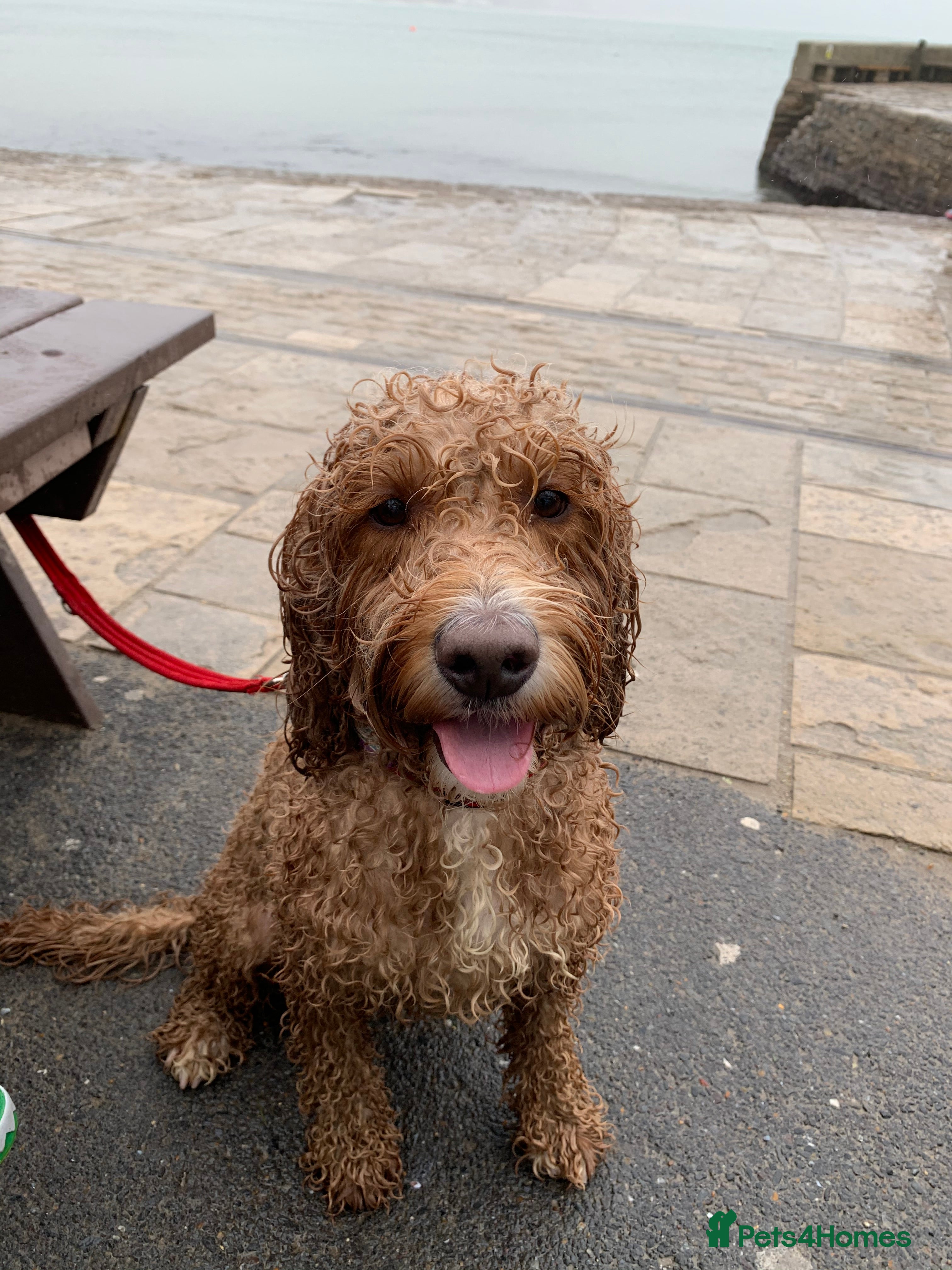 Cockapoo dogs Looking for his forever home  - Advert 1