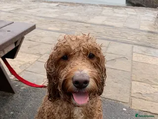 Cockapoo dogs Looking for his forever home - Advert 1