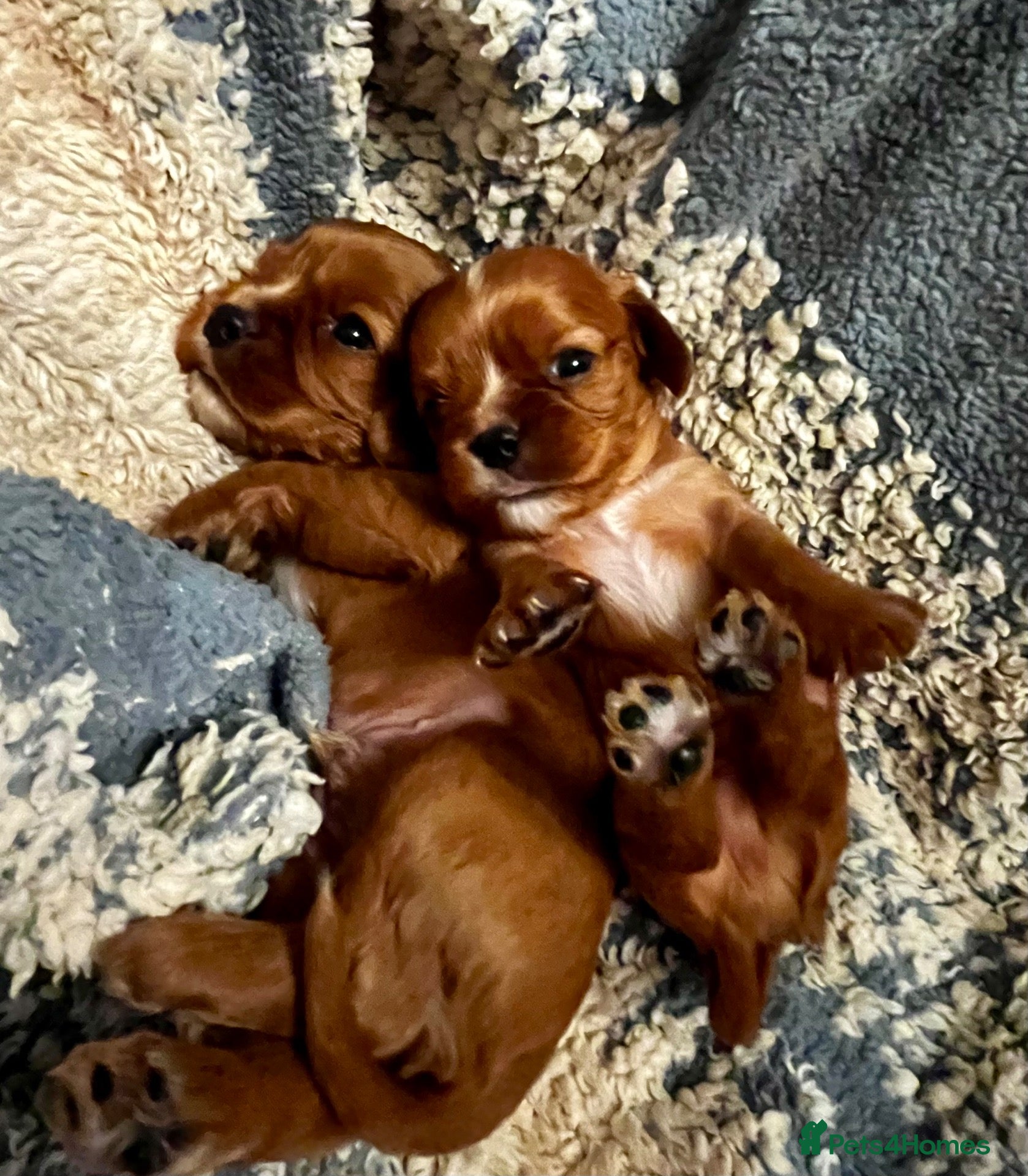 Cavalier King Charles Spaniel dogs Kc reg/ health tested. Cavalier puppies /2 left - Advert 17