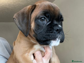 Boxer dogs - Advert 2