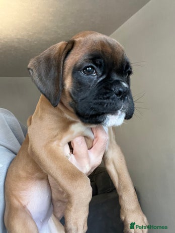 Boxer dogs - Advert 2