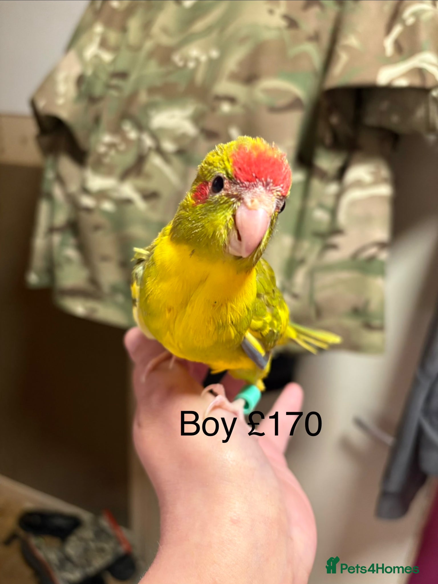 Parakeets birds Hand reared and hand tame Kakariki - Advert 2