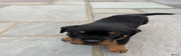 Rottweiler dogs for sale: FULLKC GERMAN LINES🏆💙 2BOYS LICENSED BREEDER 5⭐️ - Advert 27