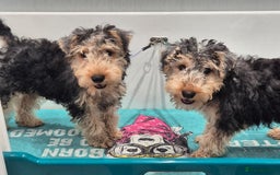 Lakeland Terrier dogs for sale: Lakeland terrier  - Image 8