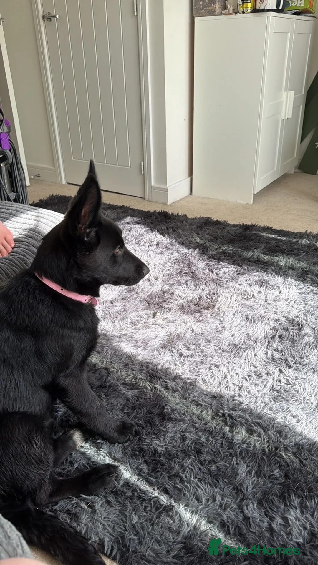 Shepsky dogs for sale: Rani  - Advert 6