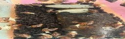 Snails invertebrates for sale: Giant African Land Snails  in Polegate - Advert 4