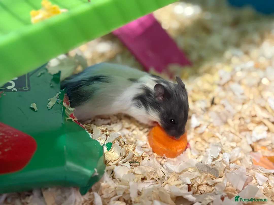 Hamster rodents for sale: Baby hamsters for sale - Advert 10