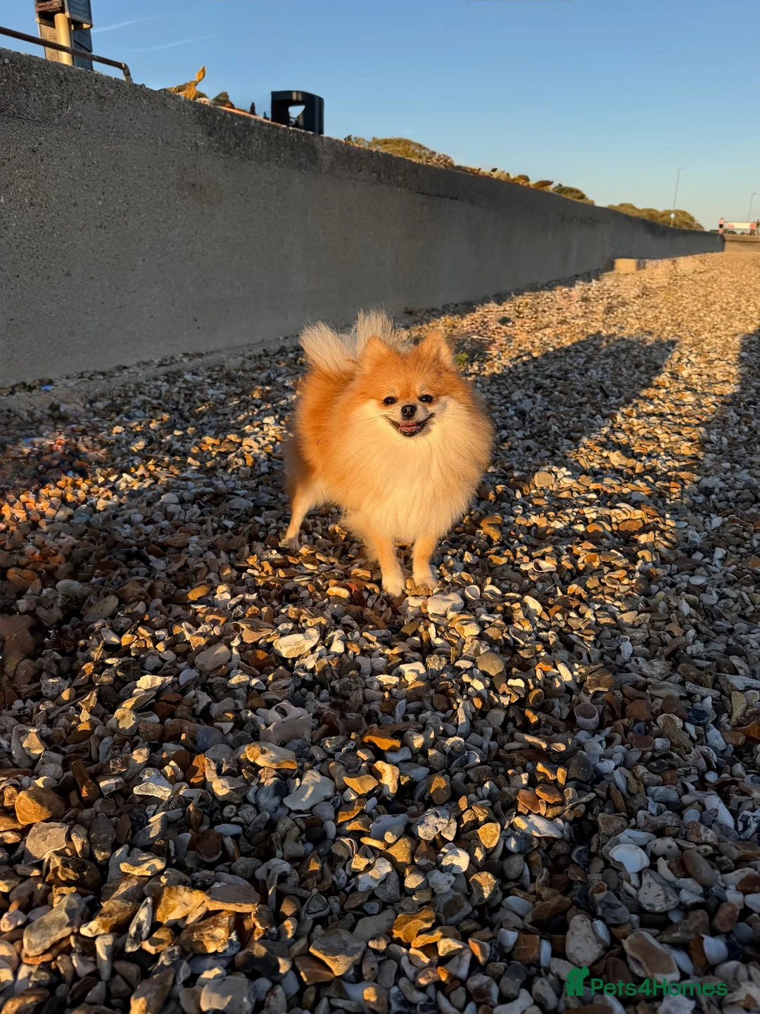 Pomeranian dogs for sale: Kc teeny girl  - Advert 1