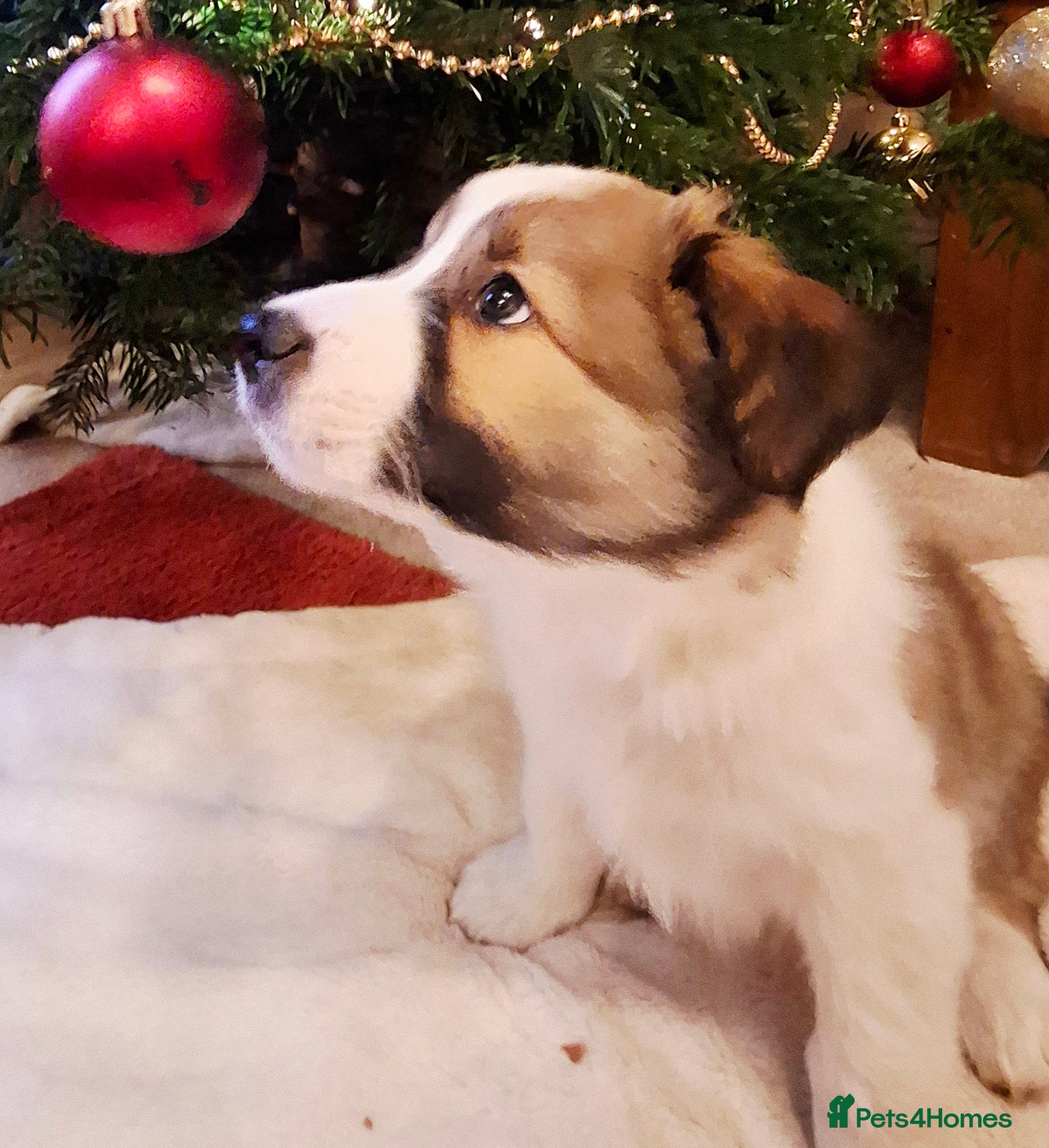 Border Collie dogs Rare sable and white pure Border Collie puppies. - Advert 6