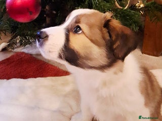 Border Collie dogs Rare sable and white pure Border Collie puppies. - Advert 6