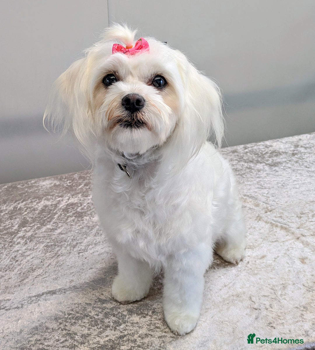 Maltipoo dogs for sale: The greatest addition to any family ❤️ - Advert 5