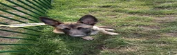 Belgian Shepherd Dog dogs for sale: Belgian Malinois Female - Advert 9