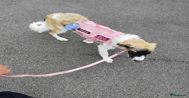 Mixed Breed dogs FLOSSIE  - Advert 1