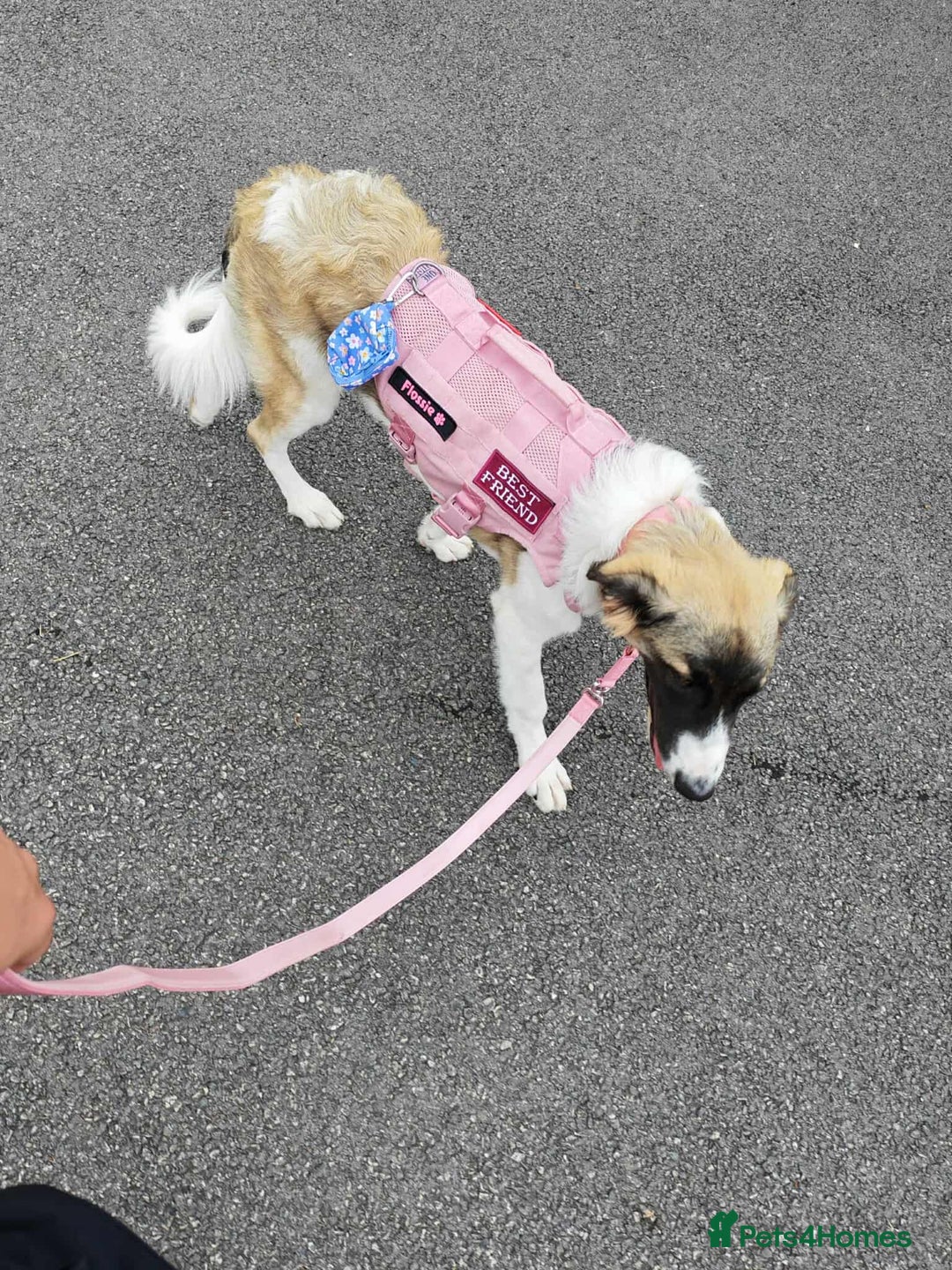 Mixed Breed dogs for adoption: FLOSSIE  - Advert 2