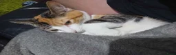 Mixed Breed cats for sale: Beautiful kittens  in Barry - Advert 2