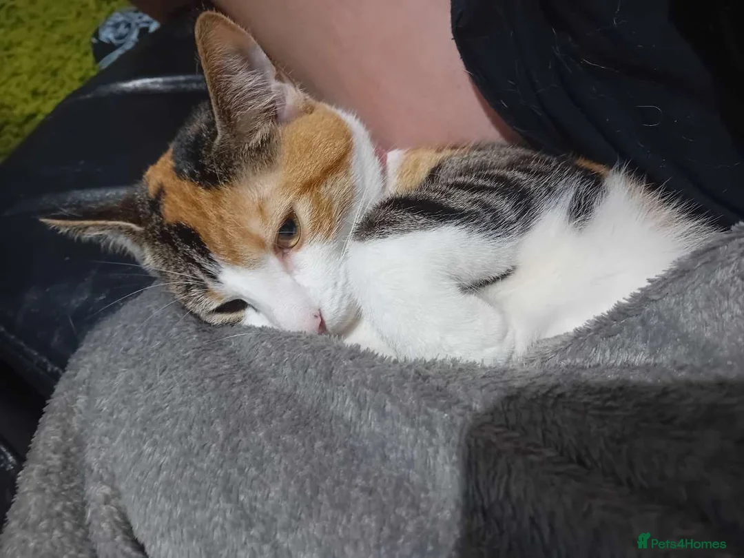 Mixed Breed cats for sale: Beautiful kittens  in Barry - Advert 2